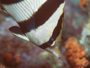 Banded Butterflyfish, Los Roques, N90s 105mm by Sandy Demi 